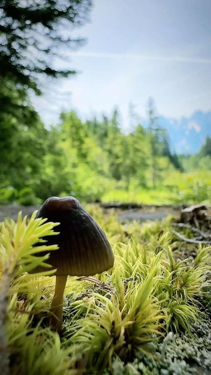 pilz moor gr